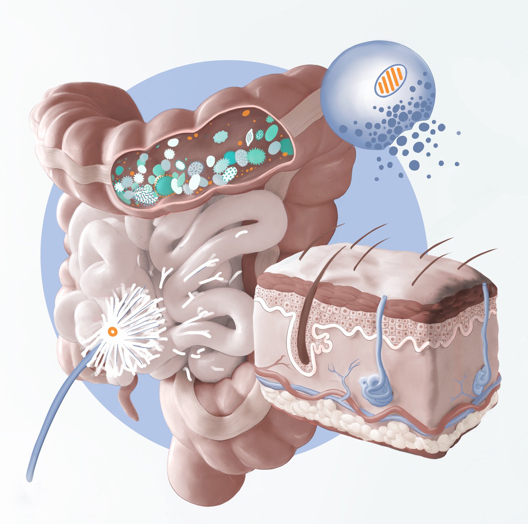 Maladies-autoimmunes-microbiote