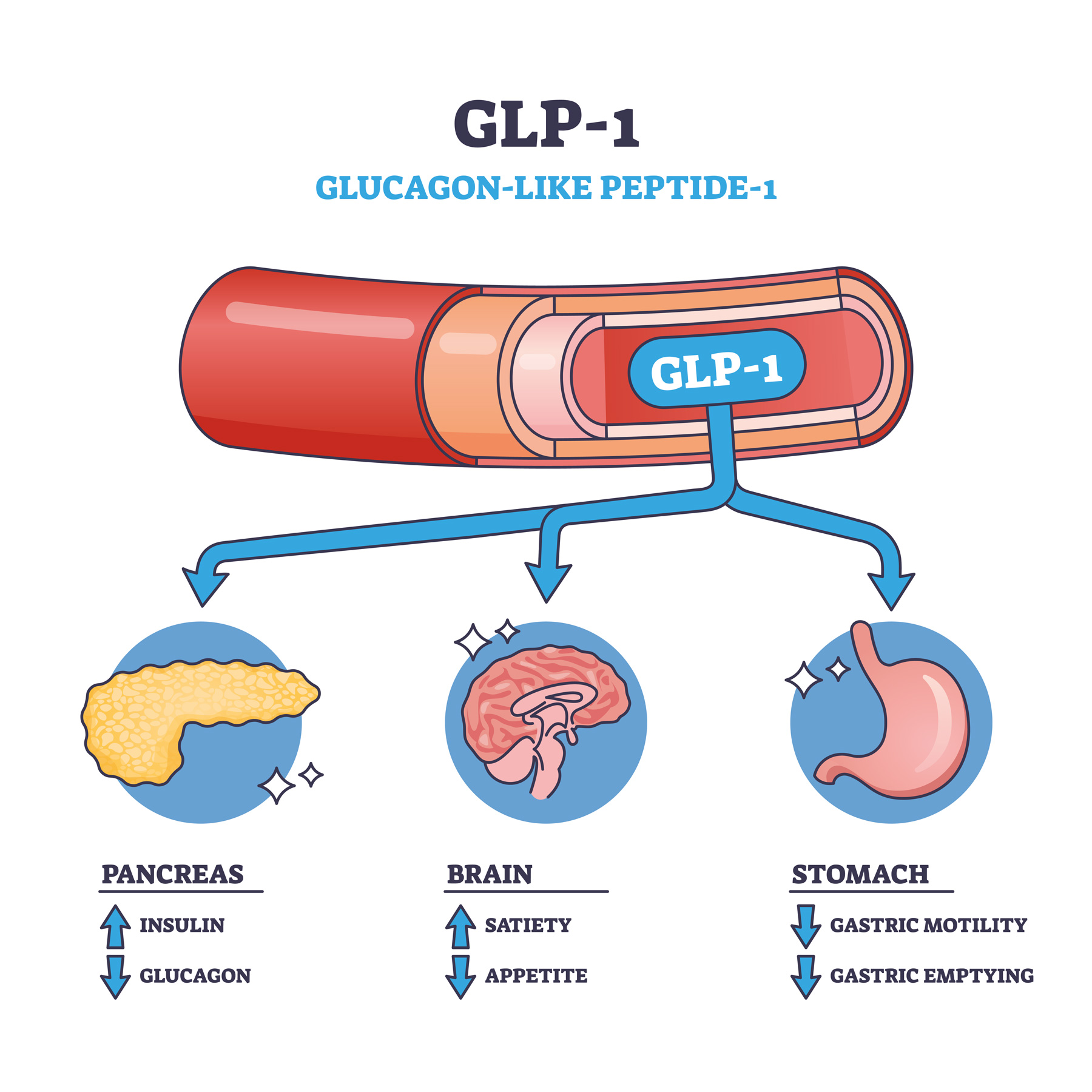 GLP-1-Influence-organes