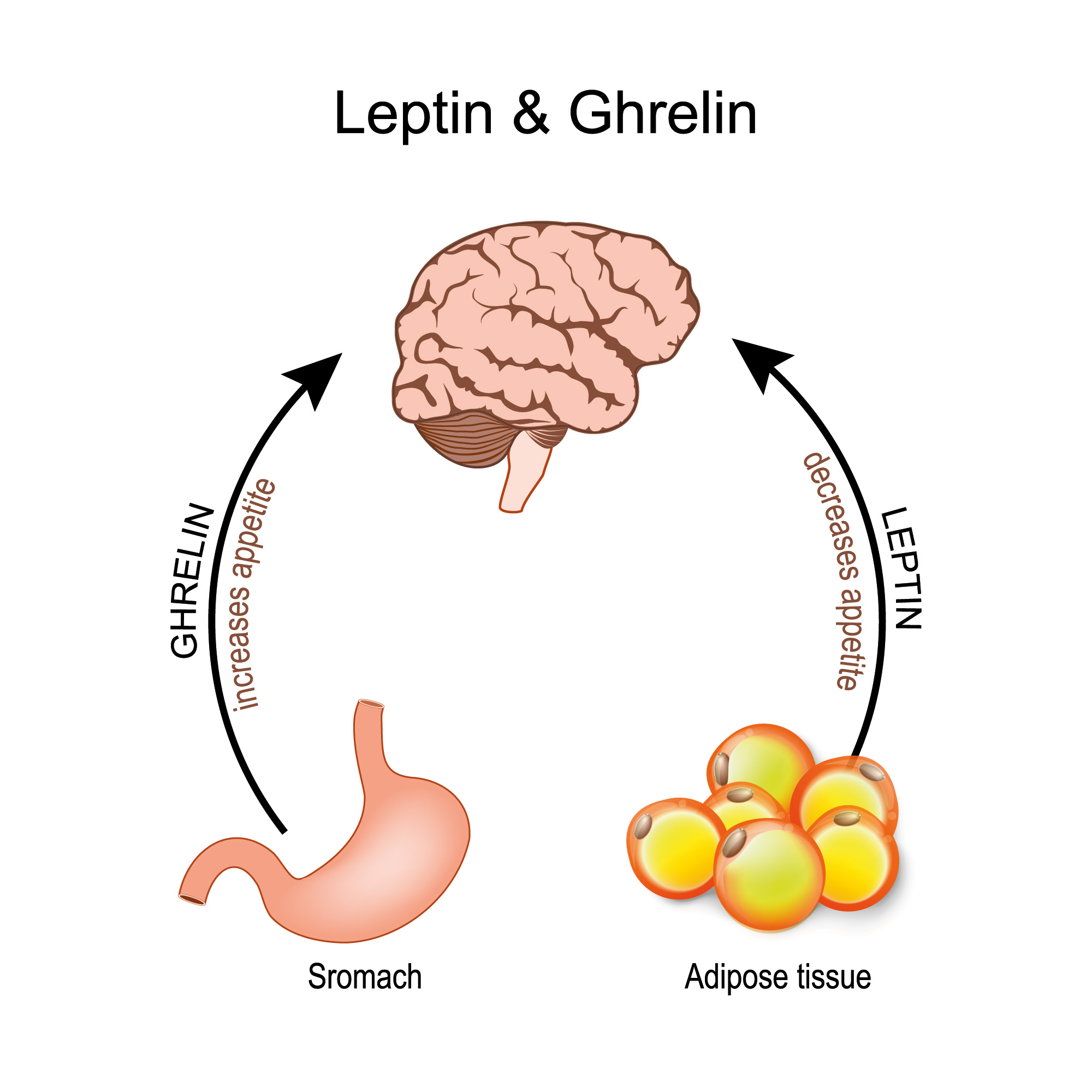 Leptine-gherline-satiete-mecanisme-faim